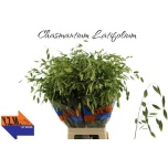 Chasmanthium Haikhein 80cm