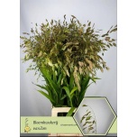 Chasmanthium Haikhein Latifolium 90cm (tk)