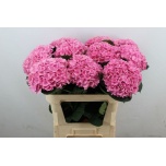 Hydrangea Hortensia Mag Opal 80cm*5