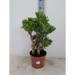 Crassula ovata Turdleht Hobbit 23cm