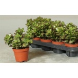 Crassula Turdleht ovata minor 10,5cm