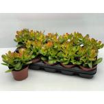 Crassula Turdleht ovata Sunset 12cm