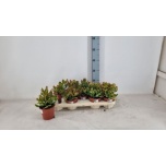 Crassula Turdleht ovata Sunset 12cm