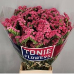 Limonium Parkjuur S amazon birds 70cm