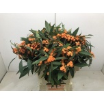 Euphorbia Piimalill Queen Orange 60-65cm