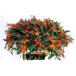 Euphorbia Piimalill Queen Orange 70-75cm