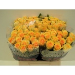 Roos 40cm Sphinx Gold