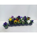 Viola Võõrasema Delta mix 9cm