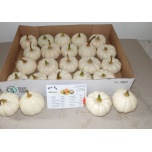 Cucurbita Kõrvits Baby Boo väike