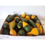 Cucurbita Kõrvits Pepo Pear Bicolor