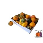 Cucurbita Kõrvits MIX