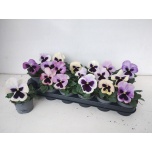 Viola Võõrasema whit delta f1 antique surprise 9cm