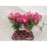 Lathyrus Lillhernes Dark Pink 40-45cm