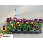 Viola Võõrasema whit delta f1 yellow white purple 9cm