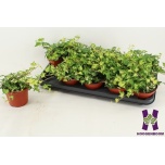 Hedera helix Luuderohi golden jytte 12cm