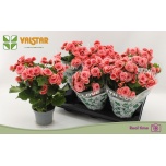 Begonia Begoonia elat double borias 13cm