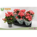 Begonia Begoonia Borias 13cm