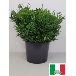Ruscus Itaalia 400gr 50cm (pk)