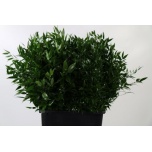 Ruscus Itaalia 50cm (pk)