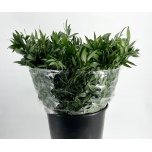 Ruscus Itaalia 400gr 50cm (pk)