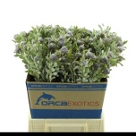 Leucadendron Valgepuu Pubescens 50cm