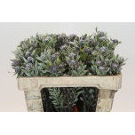 Leucadendron Valgepuu Pubescens 50cm