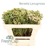 Berzelia lanuginosa 50cm