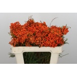 Berzelia lanuginosa orange 50cm