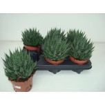 Aloe aristata 12cm