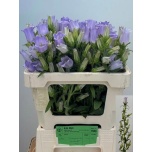 Campanula Kellukas Champion Lavender 50-55cm