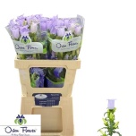 Campanula Kellukas Champion Lavender 60cm
