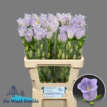 Campanula Kellukas Champion Lavender 60-65cm