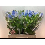 Campanula Kellukas Champion Lavender 60cm