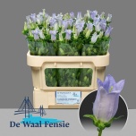 Campanula Kellukas Champion Lavender 60-65cm