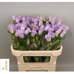 Campanula Kellukas Champion Lavender 70-75cm