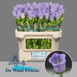 Campanula Kellukas Champion Lavender 70-75cm