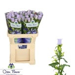 Campanula Kellukas Champion Lavender 70-75cm