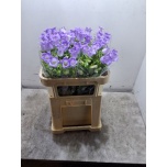 Campanula Kellukas Champion Lavender 70-75cm