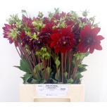 Dahlia Daalia Arabian Night 45-48cm