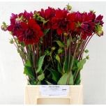 Dahlia Daalia Arabian Night 50cm