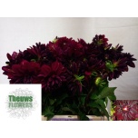 Dahlia Daalia Arabian Night 50cm