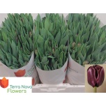 Tulp Black Jack