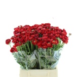 Ranunculus Tulikas Elegance Red
