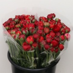 Ranunculus Tulikas Elegance Red