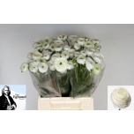 Ranunculus Tulikas Elegance White