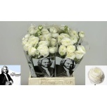 Ranunculus Tulikas Elegance White