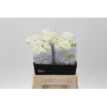 Ranunculus Tulikas Elegance White