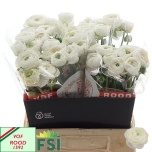 Ranunculus Tulikas Elegance White
