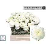 Ranunculus Tulikas Elegance White