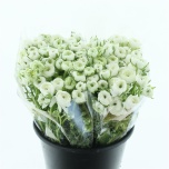 Ranunculus Tulikas Elegance White